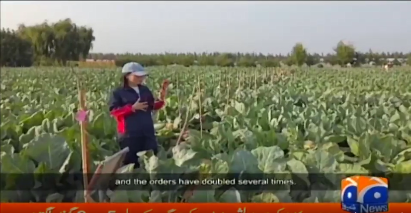 中巴经济走廊-天津天隆菜花走进巴基斯坦